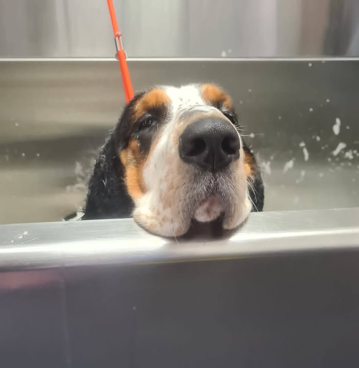 Een natte driekleurige hond kijkt over de rand van het roestvrijstalen wasbad