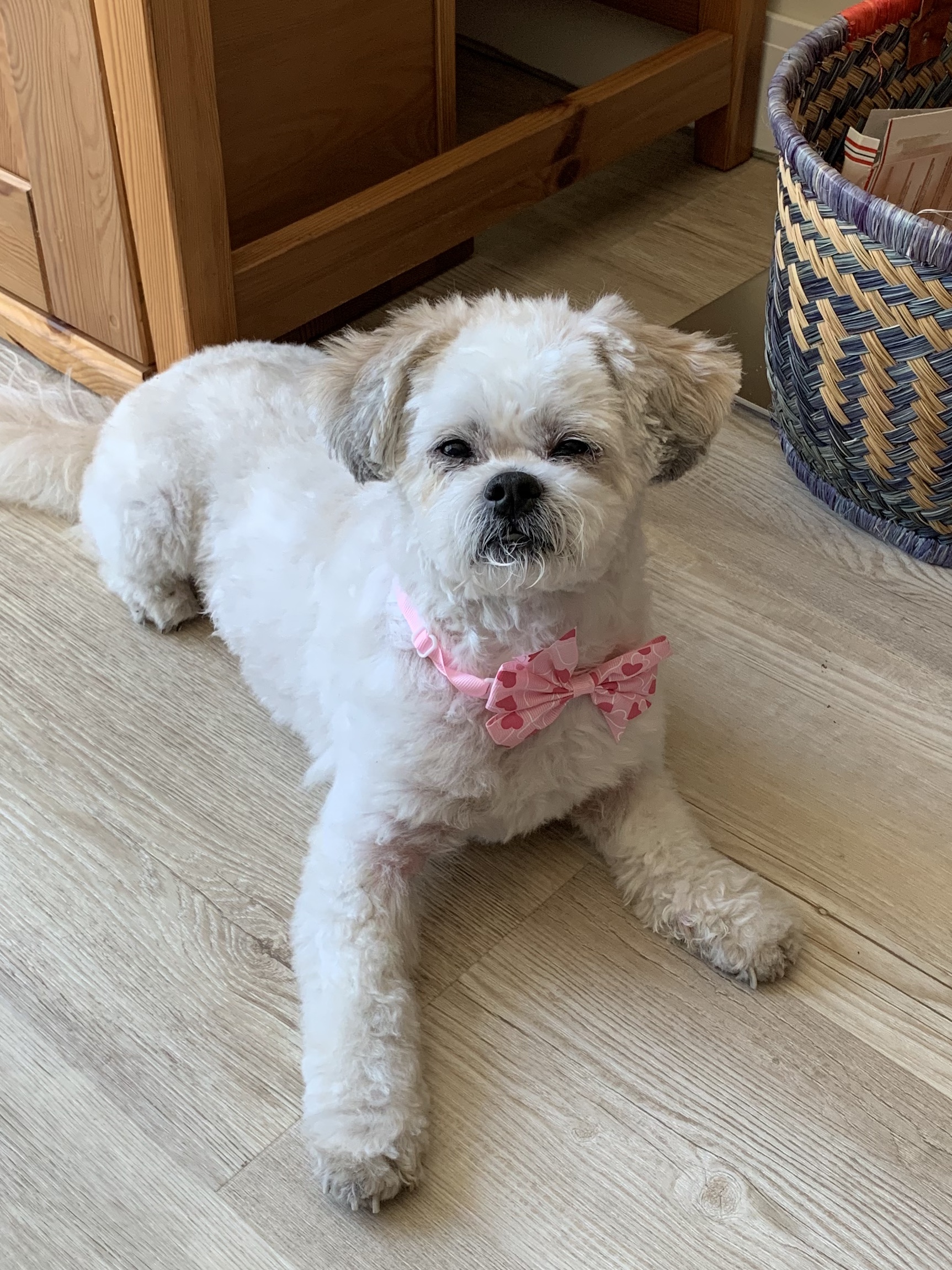 Een klein wit hondje met een roze strikje ligt thuis op de vloer na de trimbeurt