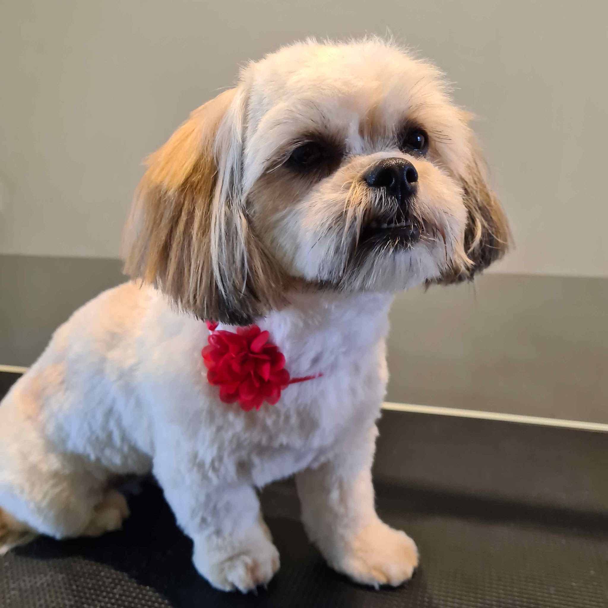 Een Shih Tzu-achtig hondje na de trim, met een rode bloem aan de halsband