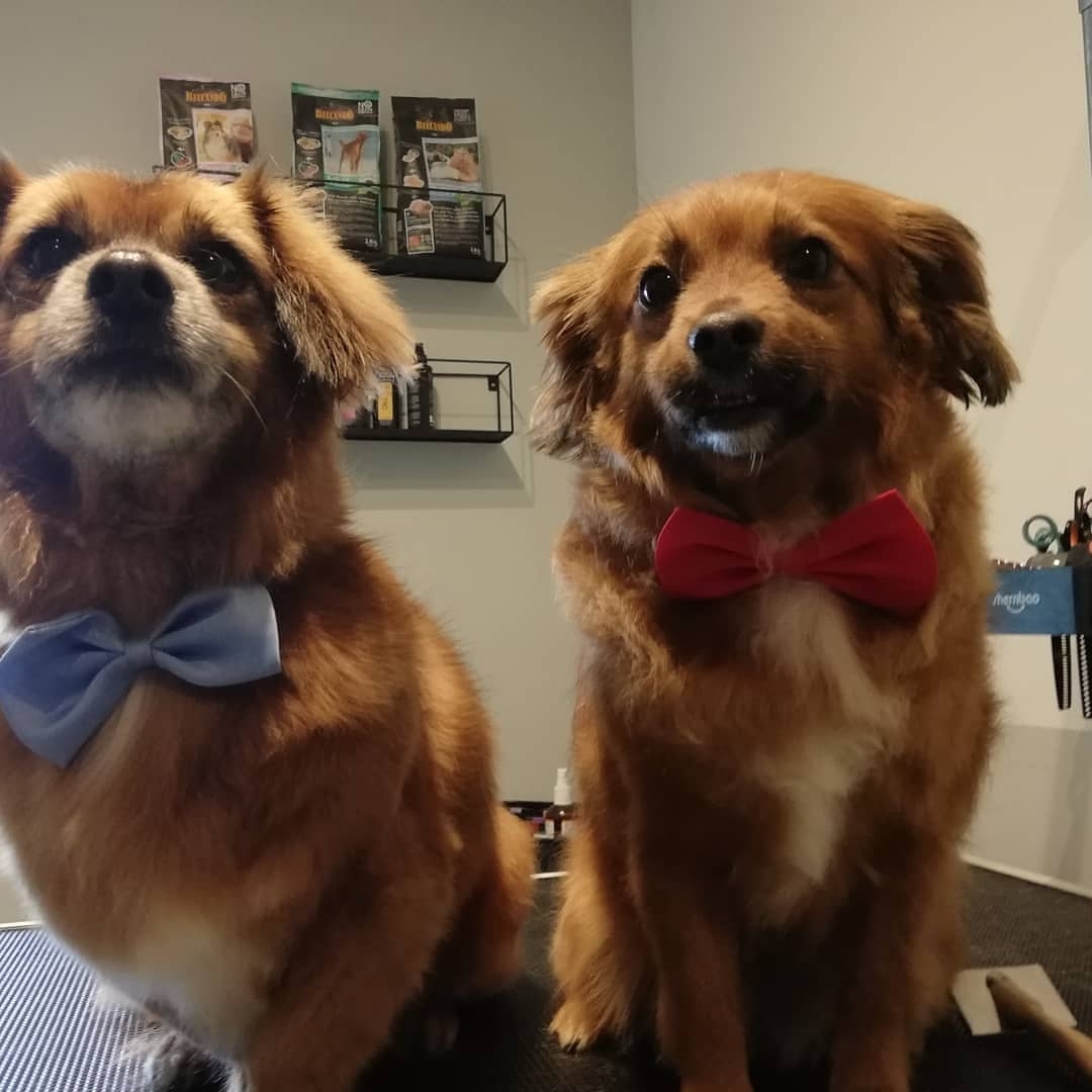 Twee bruine hondjes met een blauw en een rood strikje, met de productschappen van de salon erachter