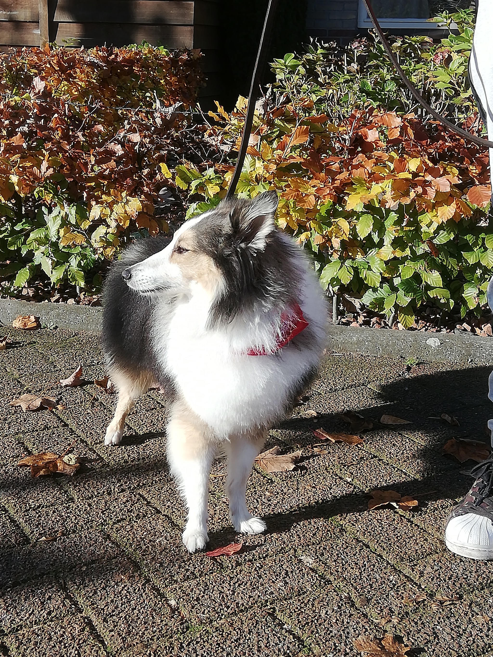 Een sheltie aan de lijn buiten tussen de herfstbladeren