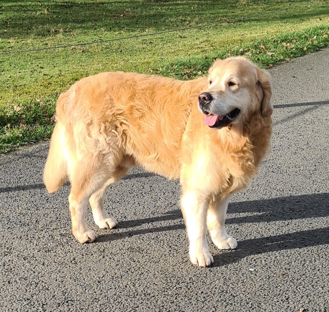 Een golden retriever op een pad in de zon